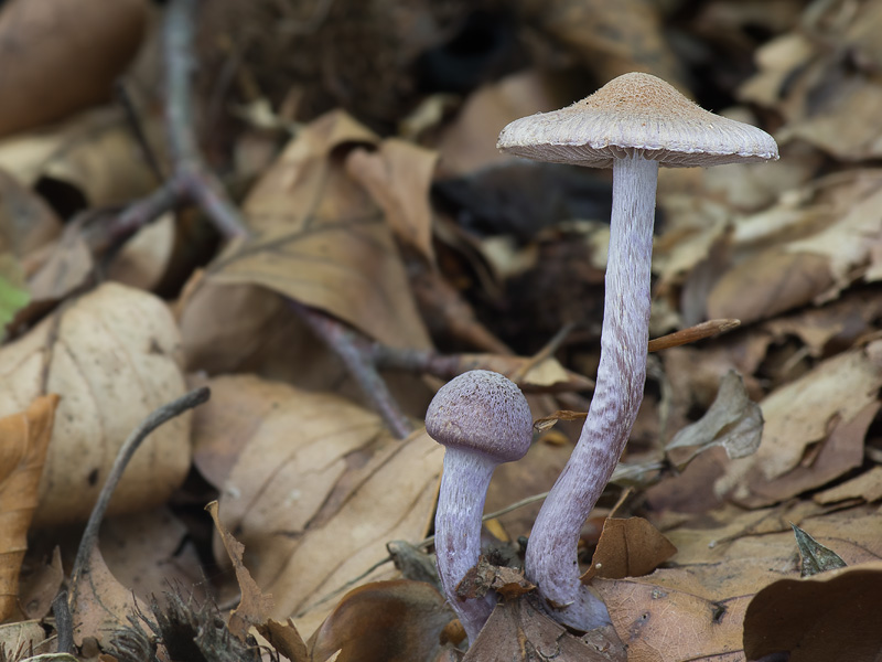 Inocybe griseolilacina